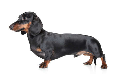Black-brown Dachshund on white backgroundの写真素材