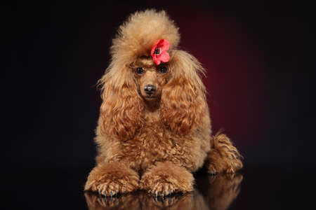 Groomed Toy poodle with a red flower on dark red backgroundの写真素材