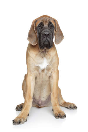 English mastiff puppy (5 month) sits on a white backgroundの写真素材