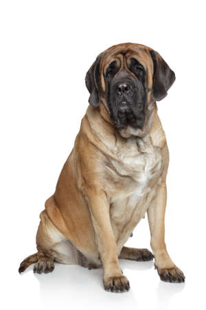 English Mastiff dog on white backgroundの写真素材