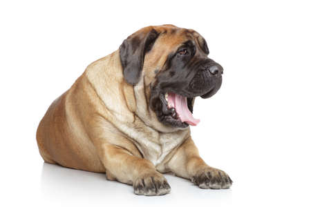 English Mastiff yawns on a white backgroundの写真素材