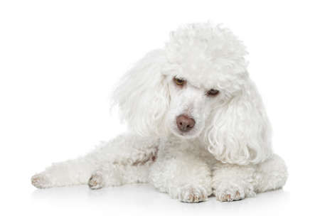 White Toy poodle lying on white backgroundの写真素材