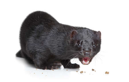 Black American mink eat dry dog food on white backgroundの写真素材