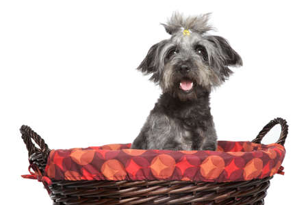 Lhasa Apso dog sitting in wattled basket on a white backgroundの写真素材