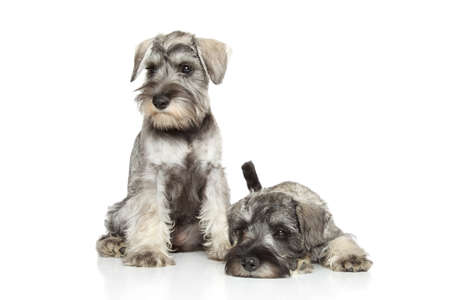 Miniature schnauzer puppies posing on a white backgroundの写真素材
