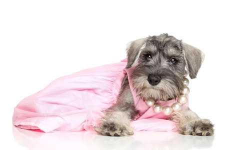 Miniature schnauzer puppy in a pink dressの写真素材