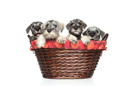 Miniature and standard schnauzer puppies in wicker basket on a white backgroundの写真素材