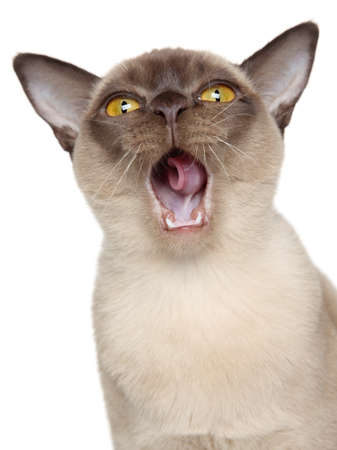 Burmese cat yawn. Close-up portrait on a white backgroundの写真素材