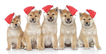 Shiba inu puppies in Christmas caps on a white backgroundの写真素材