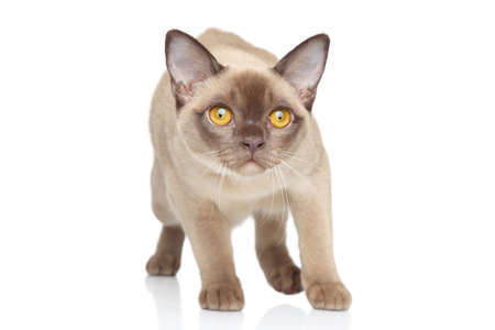  Burmese cat walking on a white backgroundの写真素材