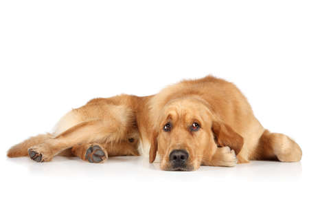 Golden Retriever puppy lying on the white floorの写真素材