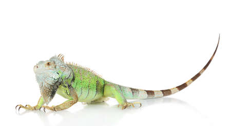 Green Iguana portrait on a white backgroundの写真素材