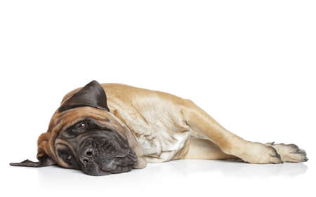 Sleeping mastiff dog on white backgroundの写真素材