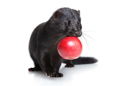 Black American mink with red apple on white backgroundの写真素材