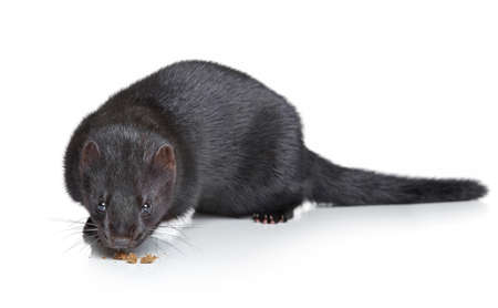 Black American mink on white backgroundの写真素材