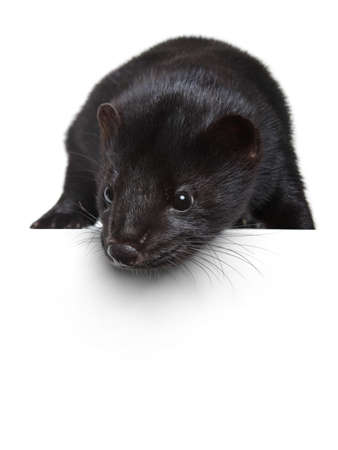 Black American mink lying on a white bannerの写真素材