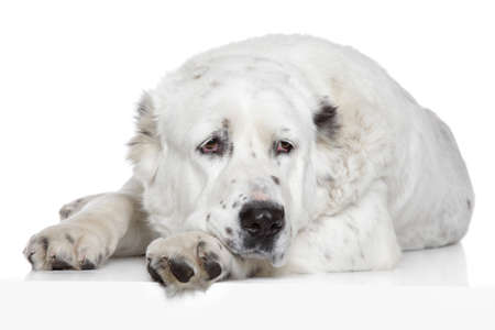 Central Asian Shepherd Dog lying on a white background