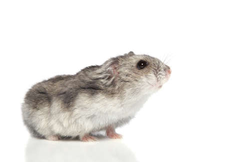 Asian hamster on white background Asian hamster on white background