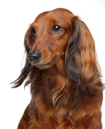 Brown Dachshund puppy. Portrait on a white background の写真素材