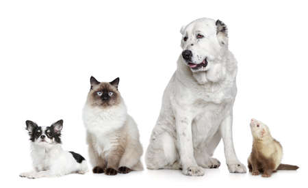 Group of dogs, cat and ferret on a white backgroundの写真素材