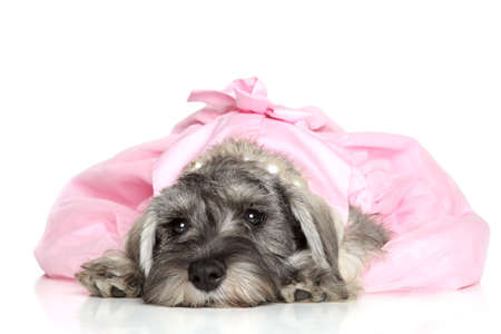 Miniature schnauzer puppy in a pink dressの写真素材