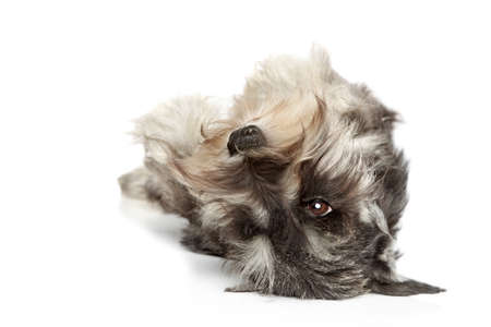 Miniature schnauzer resting on a white backgroundの写真素材