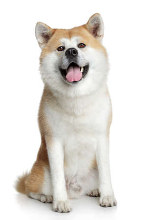 Akita inu dog portrait on white backgroundの写真素材