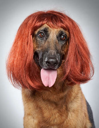 German shepherd in a wig on grey background (funny series)の写真素材