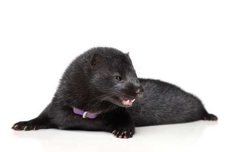 American Mink on a white background