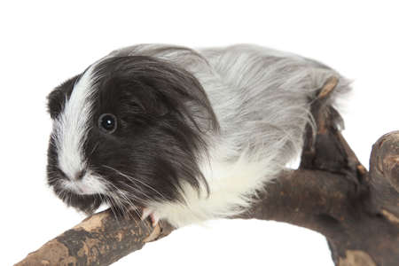Guinea pig in studio on snag. Shallow DOFの写真素材