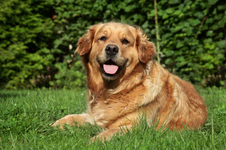 Golden Retriever Dog lying on grassの写真素材