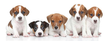 Portrait of puppies Jack Russel terrier on a white backgroundの写真素材
