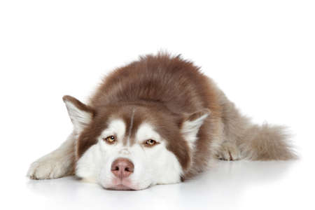 Siberian Husky dog resting on white backgroundの写真素材