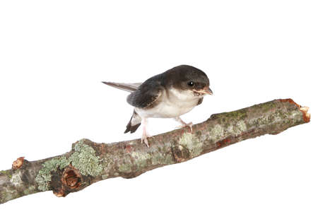 Baby martin on a branch. Isolated on white backgroundの写真素材