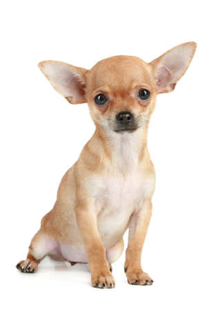 Funny puppy chihuahua sits on a white backgroundの写真素材