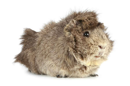Guinea pig on a white background