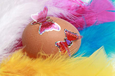 Brown egg with butterflies against colour feathersの写真素材