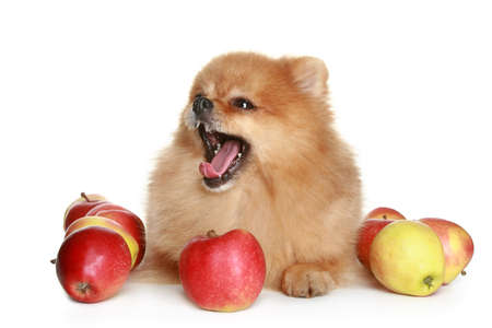 Yawning Spitz dog puppy in juicy red apples on a white backgroundの写真素材