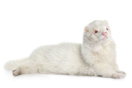Red eyed albino ferret, lying on white backgroundの写真素材