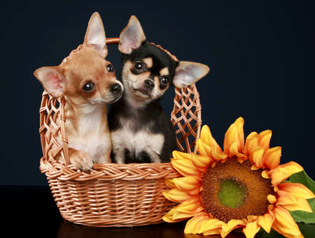 Two beautiful chihuahua breed puppy in wattled basket with sunflower on a dark-blue backgroundの写真素材