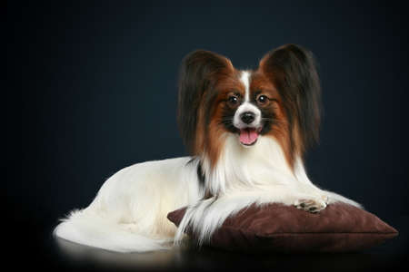 Papillon breed dog lying on a dark-blue backgroundの写真素材