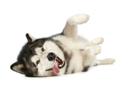 Cheerful malamute playfully lies on a white backgroundの写真素材