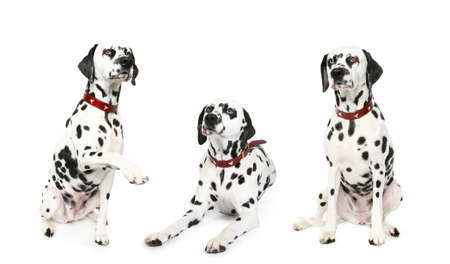 Three Dalmatian puppies. Isolated on a white backgroundの写真素材