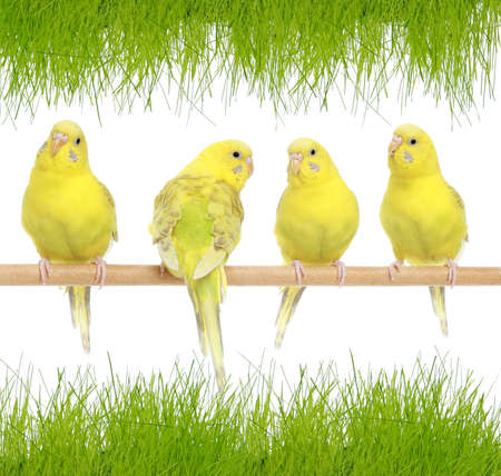 Four yellow budgie on branch aganist green grass
の写真素材