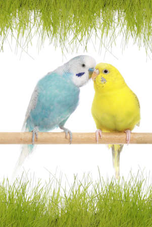 A pair of blue and yellow budgerigars in green grass
