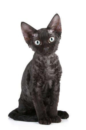 Devon-Rex rare breed black cat on a white background