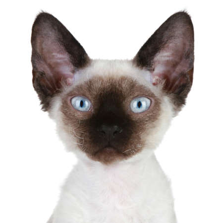 Devon-rex cat close-up portrait on a white background