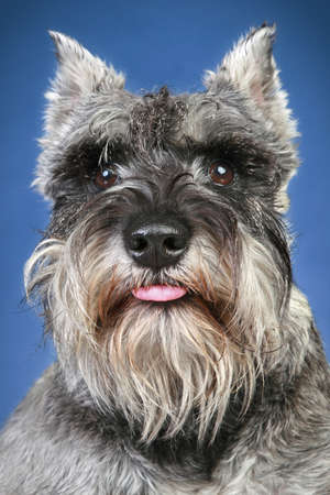 Schnauzer dog close-up portrait on a blue backgroundの写真素材