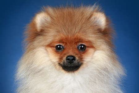 Pomeranian Spitz  5 months , close-up portrait on dark blue backgroundの写真素材