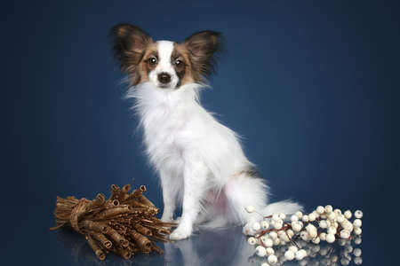 Papillon dog posing on a dark-blue backgroundの写真素材